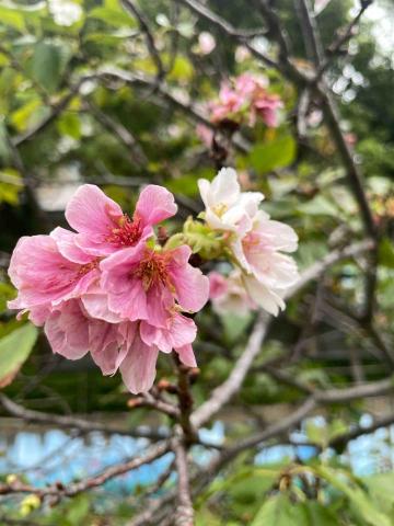 朱雅玟（耐心細心的熱忱照顧者） - 這在陽明山附近，很美