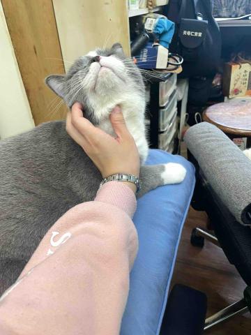 海晴（愛毛孩的專屬保母） - 之前跟貓咪的良性互動