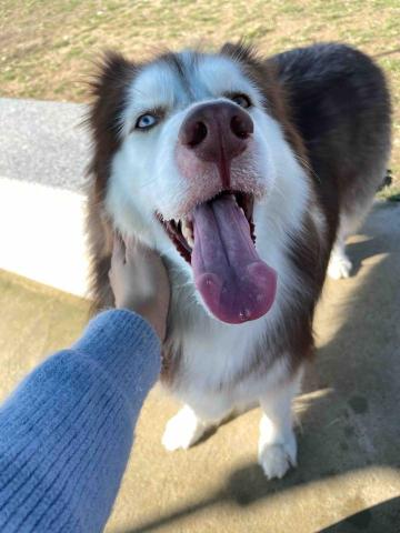 海晴（愛毛孩的專屬保母） - 與狗狗的良性互動