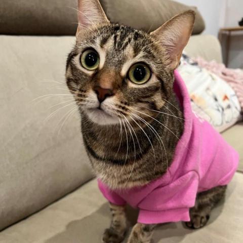 提供攝影機服務的專家Lisa Li