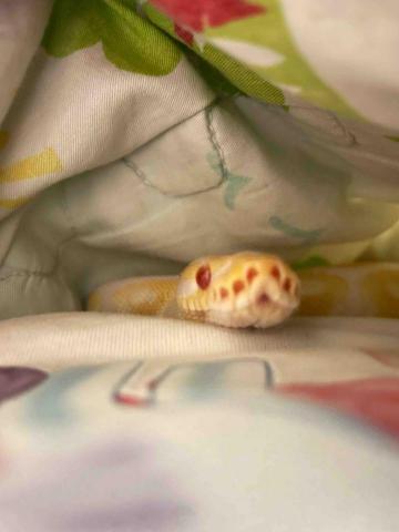 海晴（愛毛孩的專屬保母） - 家裡養的蛇蛇