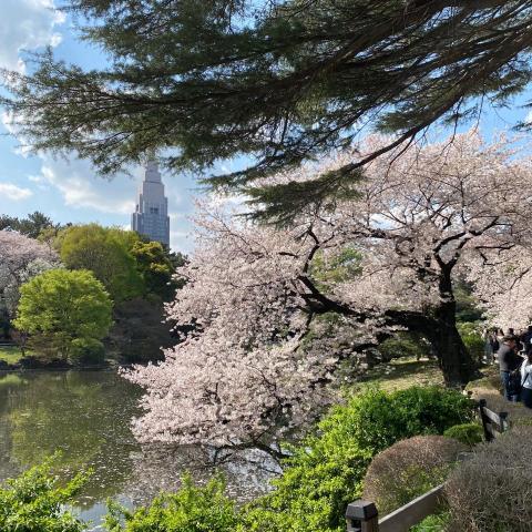 提供日文50音教學服務的專家Nanami