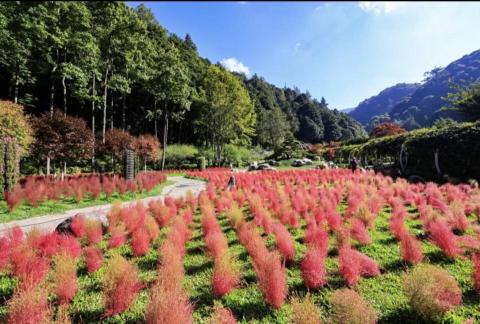 包車旅遊 - 杉林溪 波波草