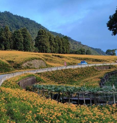 包車旅遊 - 花蓮 赤柯山 金針花海