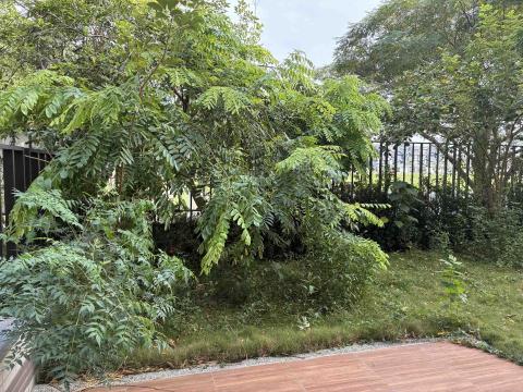 伍栩漢 - 小庭院久未整理雜亂