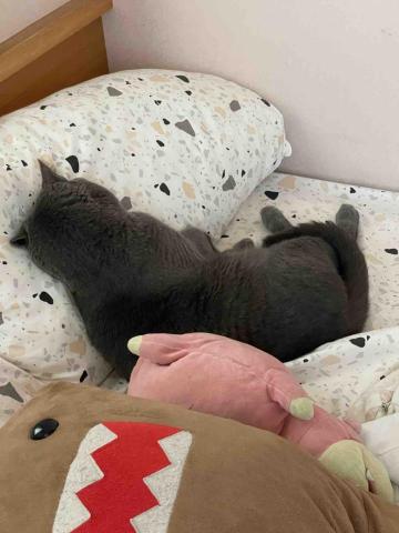 狄桂帶財企業社 - 我的室友(￣&nabla;￣)