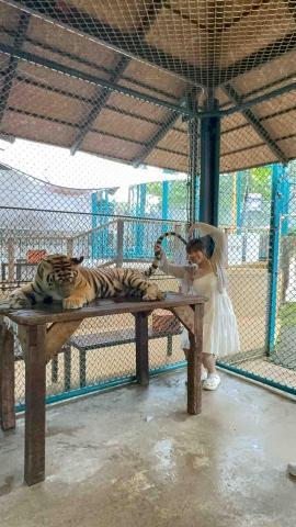 高雄寵物接送司機推薦Albee 高雄寵物接送司機推薦Albee