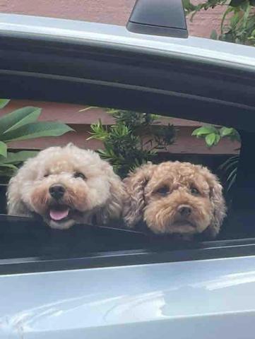 二嫂私制 - 自養可愛小狗子