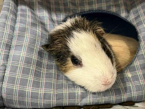 Gill - 天竺鼠到府/寄宿