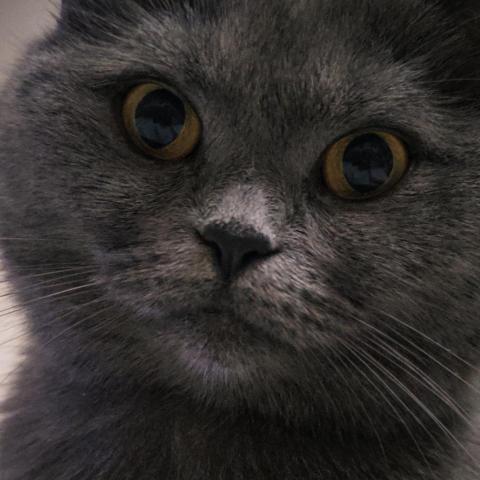 提供美甲師服務的專家黃姵瑜