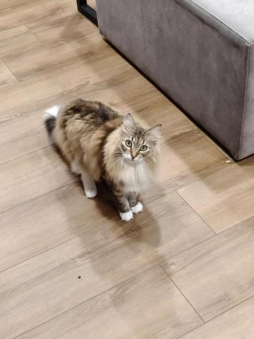 周喵喵個人整潔室 -  周喵喵個人整潔室 -