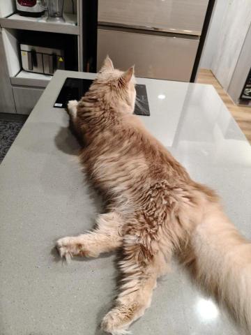 周喵喵個人整潔室 -  周喵喵個人整潔室 -