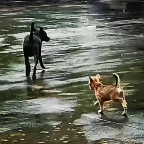 王子誠 - 我家的狗