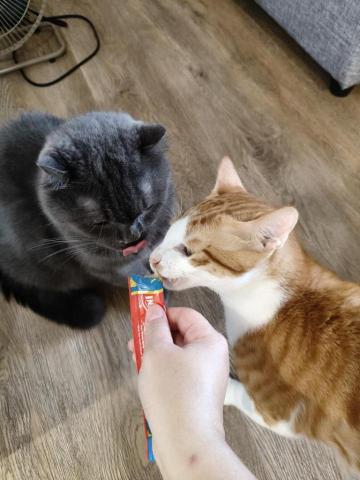 周喵喵個人整潔室 -  周喵喵個人整潔室 -