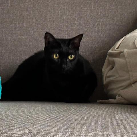 提供打字速度測試服務的專家陳彥岑