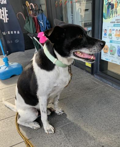 chou chou個人工作室 - 乖巧的阿丹會在7-11門口等待主人，我陪阿丹在門口一起等，他是一位非常紳士的大狗狗喔~