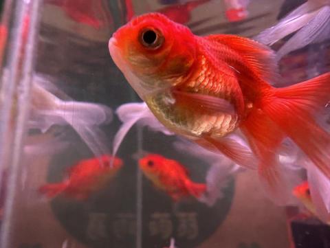 chou chou個人工作室 - 魚主人出國一個月，協助換水、餵魚、檢查水溫。