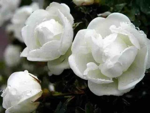 Velvet 美體芳療小舖 - Spa 療癒 使用天然花水純露