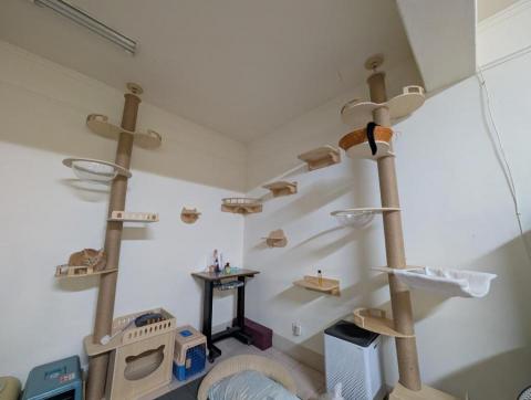 鏡心家務收納顧問 - 家中貓跳台動線規劃