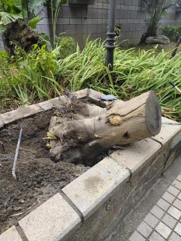 🪽森羽園藝 - 樹頭移除