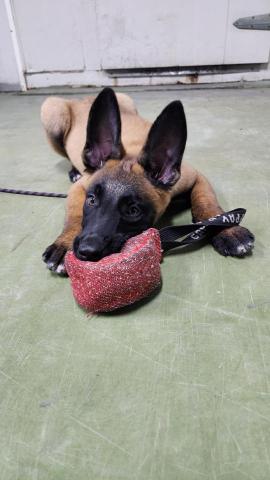 藏 訓犬-犬類訓練 矯正 -  藏 訓犬-犬類訓練 矯正 -