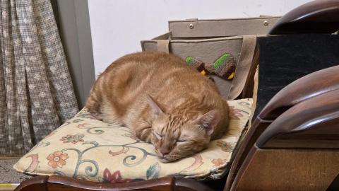 燕子 - 家裡的可愛貓貓