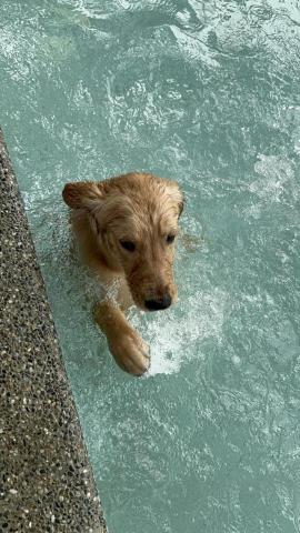 藏 訓犬-犬類訓練 矯正 -  藏 訓犬-犬類訓練 矯正 -