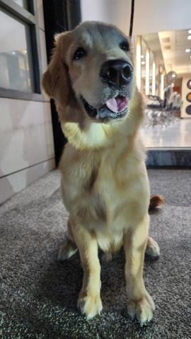 藏 訓犬-犬類訓練 矯正 -  藏 訓犬-犬類訓練 矯正 -