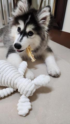 藏 訓犬-犬類訓練 矯正 -  藏 訓犬-犬類訓練 矯正 -