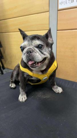 藏 訓犬-犬類訓練 矯正 -  藏 訓犬-犬類訓練 矯正 -