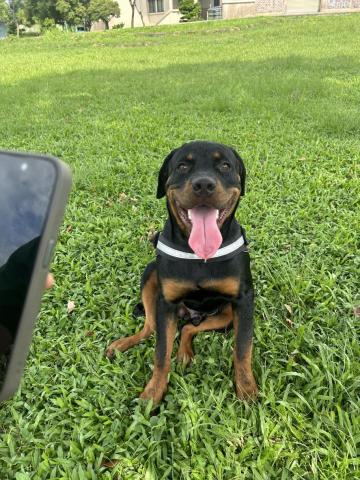 藏 訓犬-犬類訓練 矯正 -  藏 訓犬-犬類訓練 矯正 -