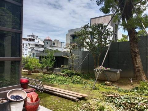 陳科敬 - 大樹修剪