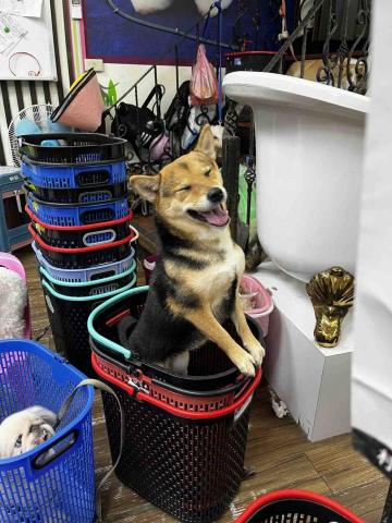 寵物保母Nancy - 柴柴洗澡日