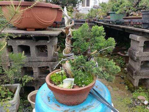 陳科敬 - 盆栽雕塑