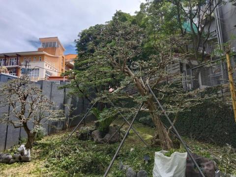 陳科敬 - 大樹種植