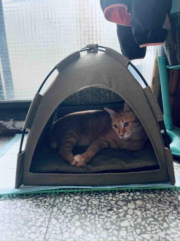 寵物保母Nancy - 貓貓陪伴日