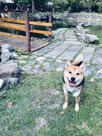 寵物保母Nancy - 柴柴散步日