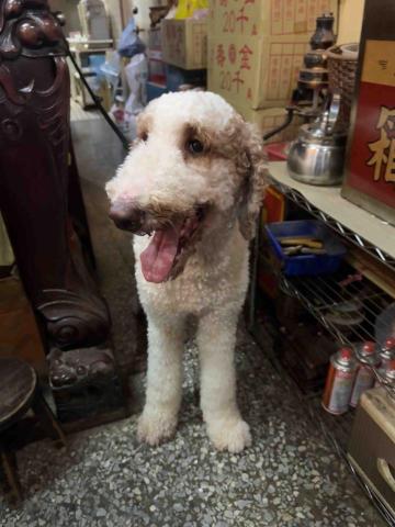 寵物保母Nancy - 巨貴散準備步日