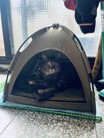 寵物保母Nancy - 貓貓陪伴日