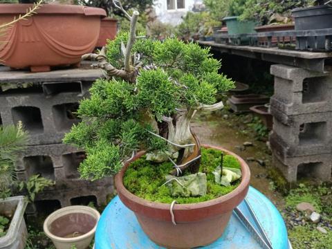 陳科敬 - 盆栽雕塑