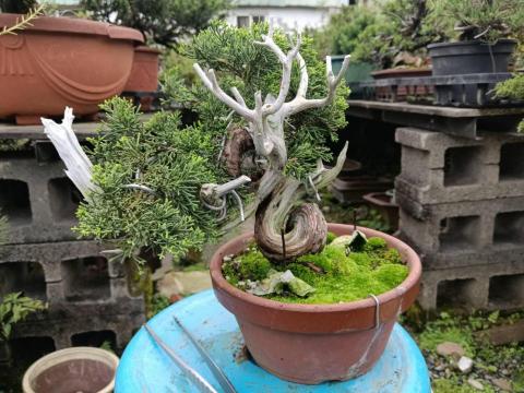 陳科敬 - 盆栽雕塑