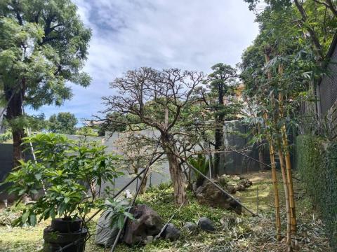 陳科敬 - 大樹種植