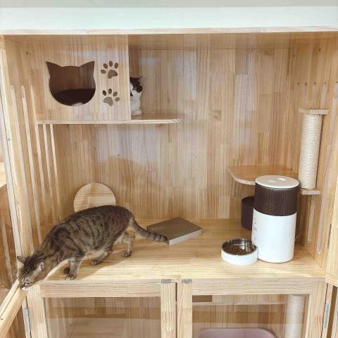 香波居Cat BnC 新北合法貓旅館 - 貓櫃分上下層