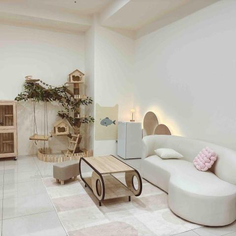 香波居Cat BnC 新北合法貓旅館 - 客人沙發休息區/貓爬樹