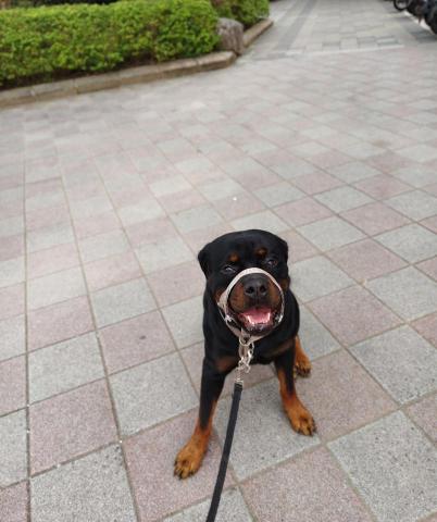 寵物Fun 電@遛狗達人 - 目前每天早上服務的Kumar，風雨無阻的服務讓各位狗狗主人放心，每天觀察大小便狀況，細心觀察狗狗健康狀況。