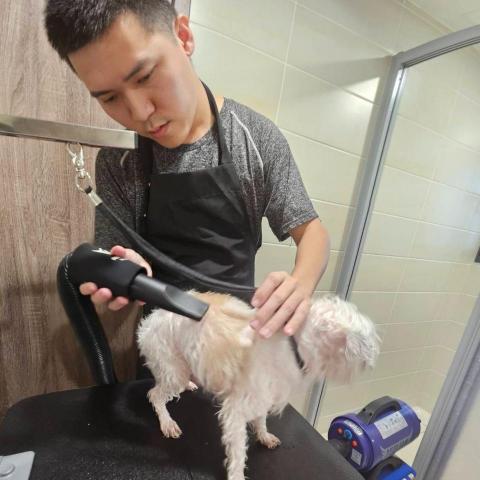 彰化寵物美容師推薦張先生Jerry