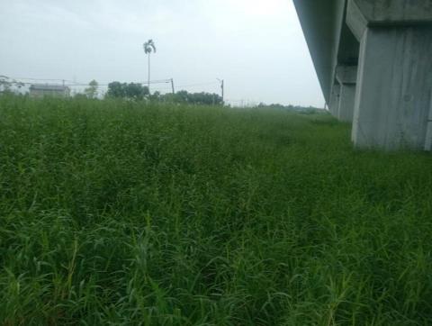 王東明 - 新營農地除草前