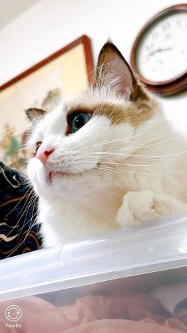 鶯歌代收垃圾人員推薦專人到府家庭代收垃圾