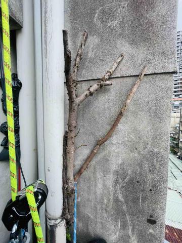 AWU - 台北萬華六樓外牆榕樹摘除-前