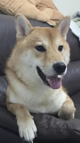 張娣爾 - 我的胖柴犬